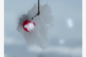 Kirsche im Winterschlaf Kirsche im Winterschlaf