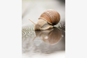 Schneckenwetter Schneckenwetter