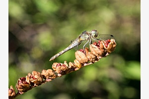 Die Libelle 