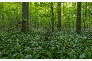 Bärlauchwald