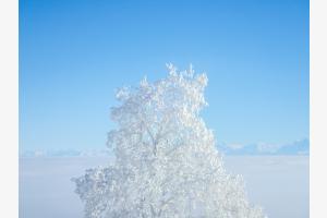 Baum