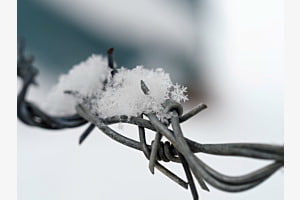 Schneestern Schneestern