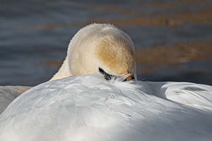 Schwan Schwan