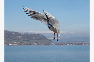 Anflug