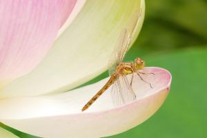 Libelle auf Lotosblüte