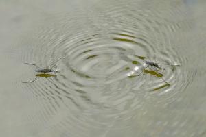 Wasserläufer im Rosengarten