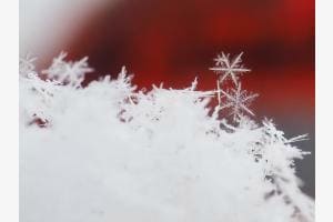 Nature's Winterwonders