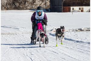 Hundeschlitten Sport Hundeschlitten Sport