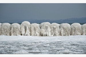 Eisschafe von Hinten Eisschafe von Hinten