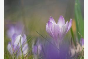 Krokus