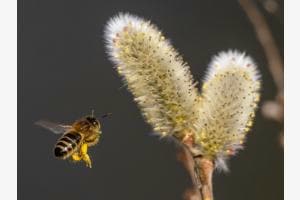Die Bienen fliegen wieder