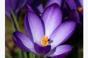 Krokuss und ein kleiner Käfer künden den Frühling an