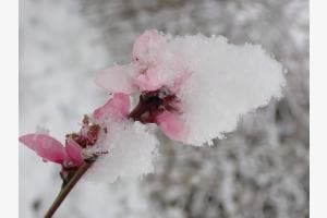 Aprikosenblüte