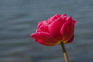 Tulpe Tulpe