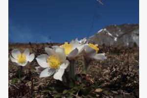 Bergfrühling Bergfrühling
