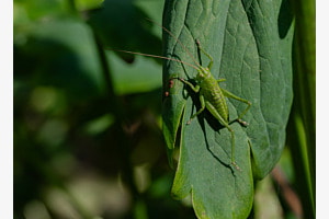 Sprungbereit