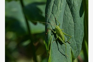 Heugümper