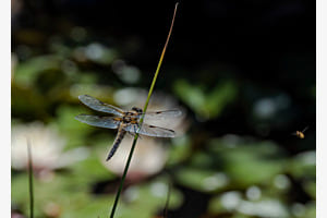 Libelle