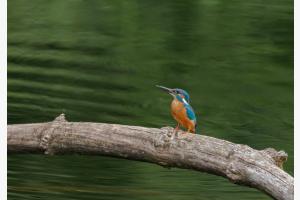 Eisvogel Eisvogel
