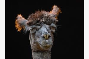 Auge in Auge mit Alpaca Auge in Auge mit Alpaca