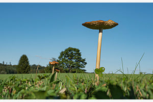 Pilze