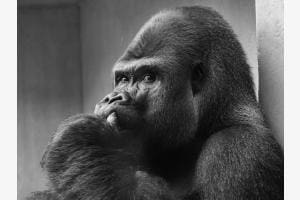 Gorilla