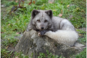 Polarfuchs Polarfuchs