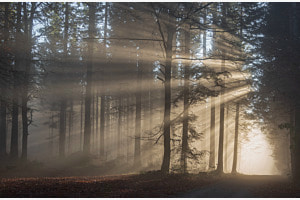 Im Wald