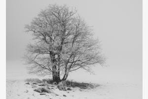 Winterbaum