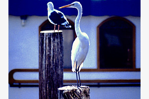 Hafen von Moterey