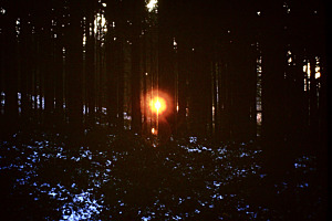 Licht durchdringt die Dunkelheit im Wald