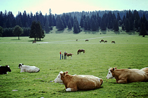 Jura bei Tramlan