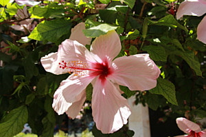 Hibiskusblüte in Ibizas Altstadt
