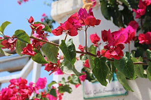 Bougainvillea in den Straßen von Kefalonia 