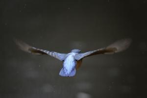 Eisvogel