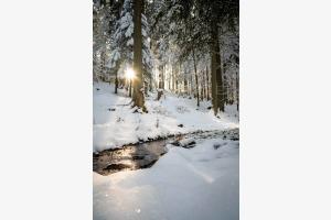 Winterwunderwald