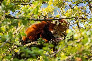 Cute panda