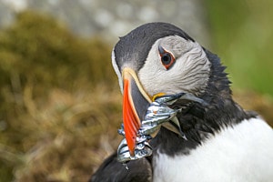 Papageientaucher, Norwegen Papageientaucher, Norwegen