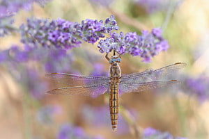 Pause im Lavendel