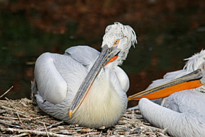Pelikan im Tierpark Dählhölzli