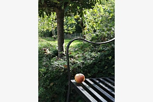 Die Bank und der Apfel