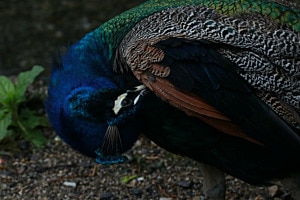 Pfau Pfau