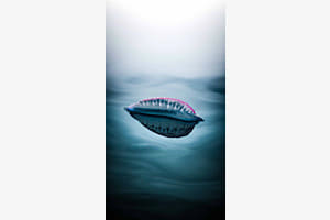 Portuguese Man O'War (Die Portugiesische Galeere) Portuguese Man O'War (Die Portugiesische Galeere)