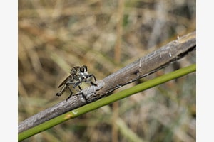 Promachus Raubfliege