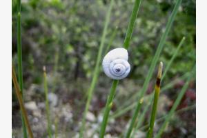 Kleine Schnecke
