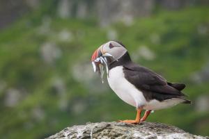Puffin Mahlzeitendienst - Shiant Islands Scotland Puffin Mahlzeitendienst - Shiant Islands Scotland