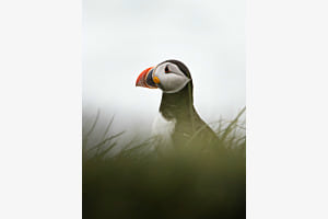Puffin in Island