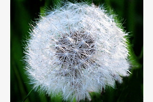 Pusteblume Pusteblume