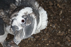 Pinguin Portrait
