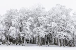 Winter Comeback Winter Comeback
